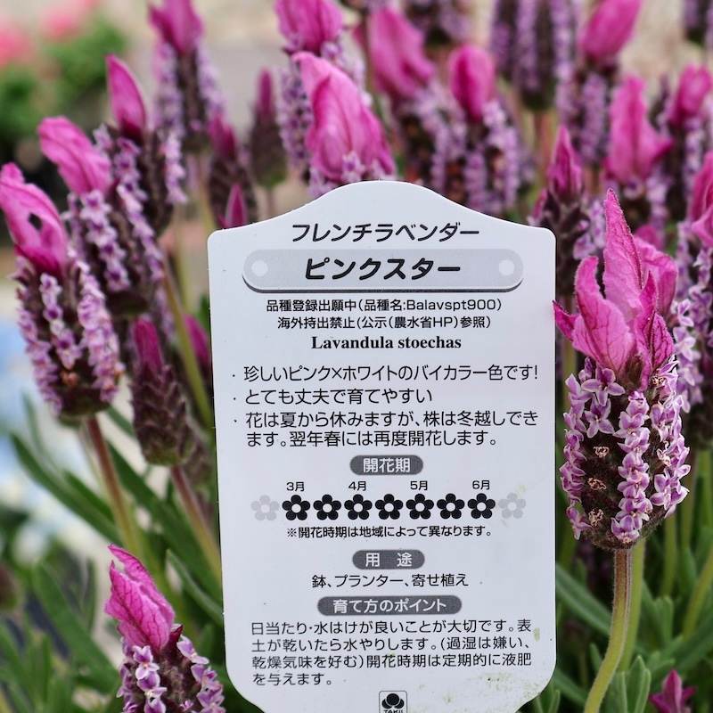 ボリューム満点!! ピンクの星形の花が可愛い♪フレンチラベンダー