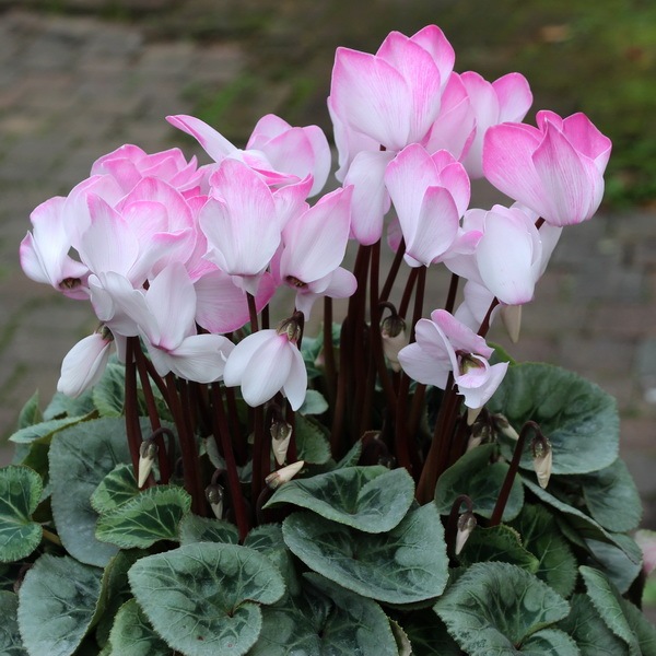 七宝額　シクラメン 七寶焼 シクラメン 壁掛け 金属工芸