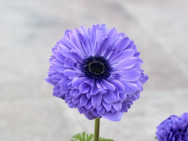 アネモネ オーロラ ブルー 画像の現品 3 5号ポット