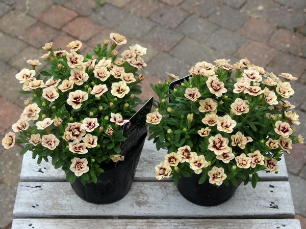 ⚪︎新品未使用　1970年代製　レディ 唐草　アイボリーカバー 18K F 絶版 ZIPPO - 【加古川店】 中古 ZIPPO | ジッポ ライター TEXAS TWO