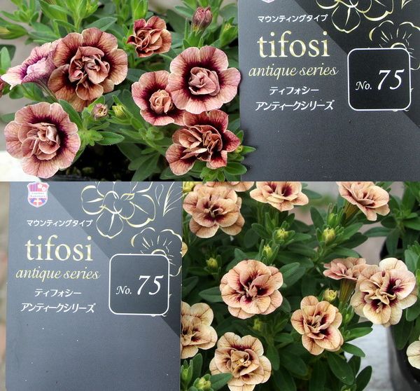 ジョルディカワムラさんのティフォシー・アンティークシリーズ「No.75