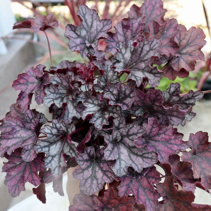 画像の現品!! ヒューケラ・ドルチェシリーズ「シルバーデューク」 画像の現品!! ヒューケラ・ドルチェシリーズ「シルバーデューク」