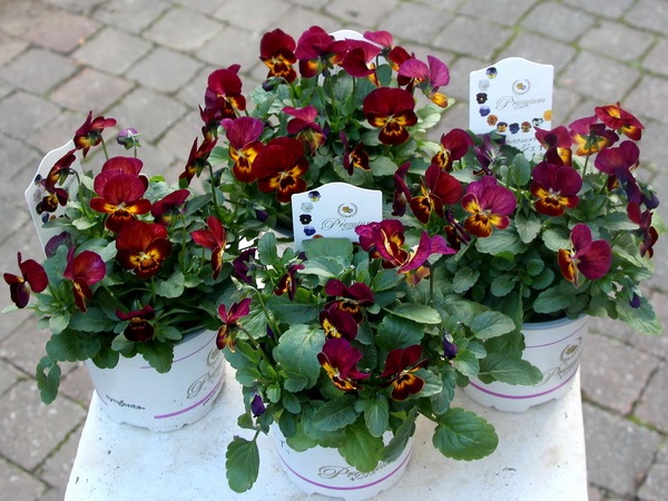 プレミアムビオラ ディージェイ コッパーフィールド ダーク系 特大ポット