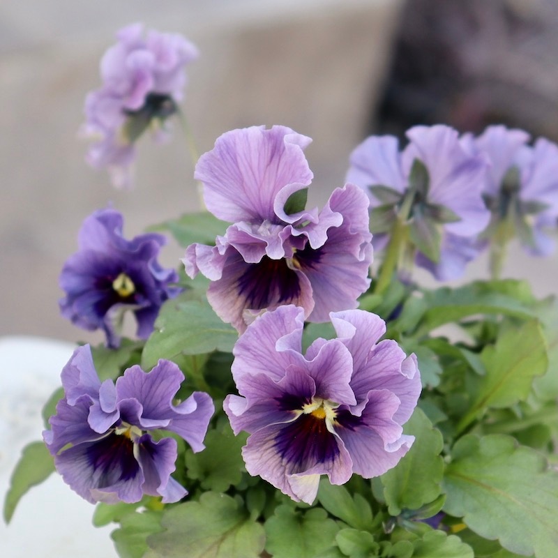 画像の現品!! 石川園芸さんのビオラ「レディ」＜23-20＞