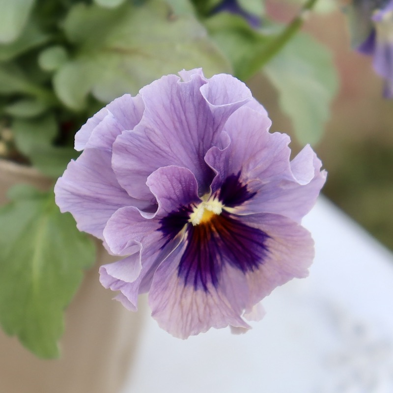 MIYABI プロフ☆ ビオラ レディ 000000018583_frUKkw9.jpg