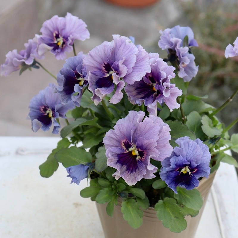 画像の現品!! 石川園芸さんのビオラ「レディ」＜23-20＞