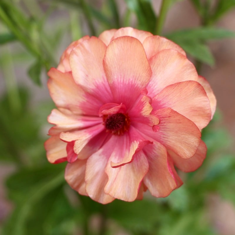 画像(最後の5枚)の現品限り☆ラナンキュラス・ラックス「ムーサ」（3.5