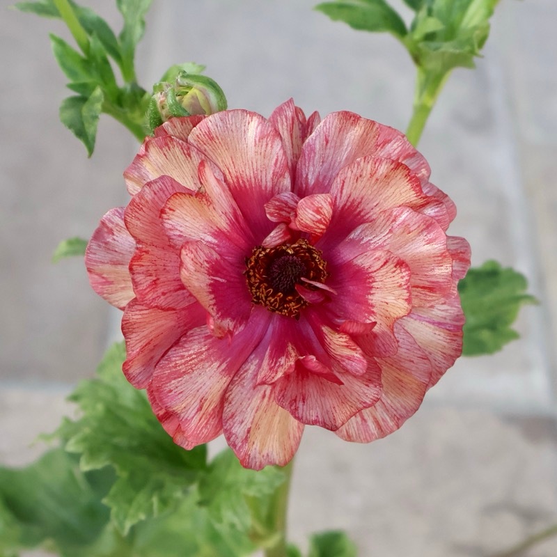 豪華　ラナンキュラスラックス ムーサ 綾園芸さんのラナンキュラス ラックス『ムーサ』 ジャンクガーデン