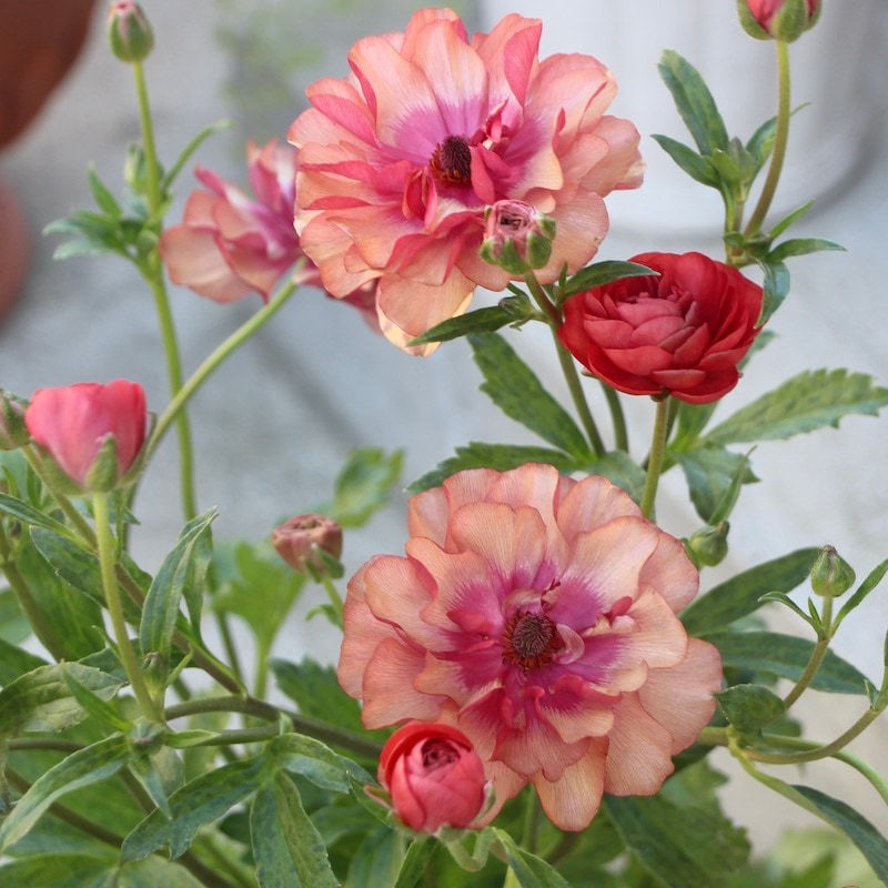 画像(最後の4枚)の現品☆ラナンキュラス・ラックス「ムーサ」（3.5号