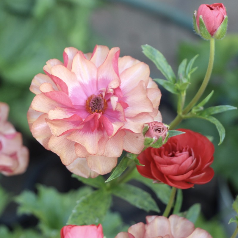 画像(最後の4枚)の現品☆ラナンキュラス・ラックス「ムーサ」（3.5号