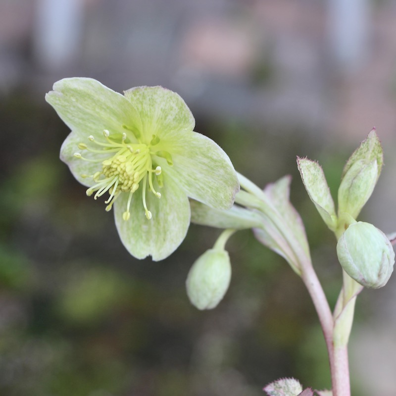 葉が美しく花付きも抜群♪クリスマスローズ「スノーフィーバー」5号鉢