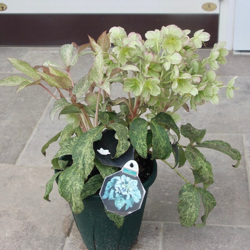 葉が美しく花付きも抜群♪クリスマスローズ「スノーフィーバー」5号鉢