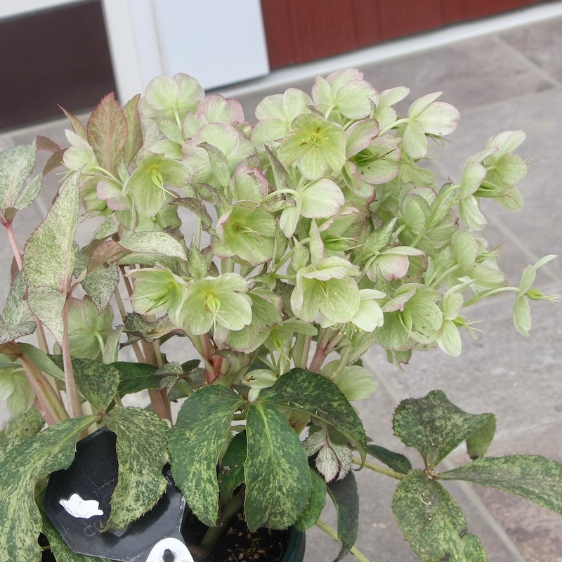 葉が美しく花付きも抜群♪クリスマスローズ「スノーフィーバー」5号鉢