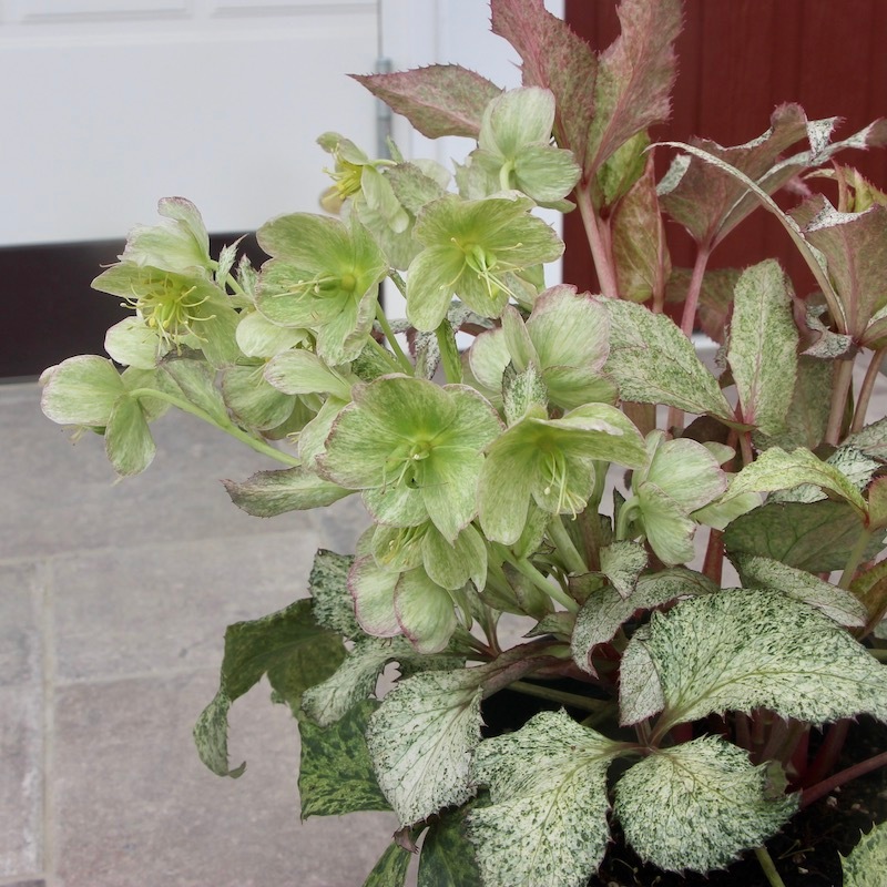 葉が美しく花付きも抜群♪クリスマスローズ「スノーフィーバー」5号鉢