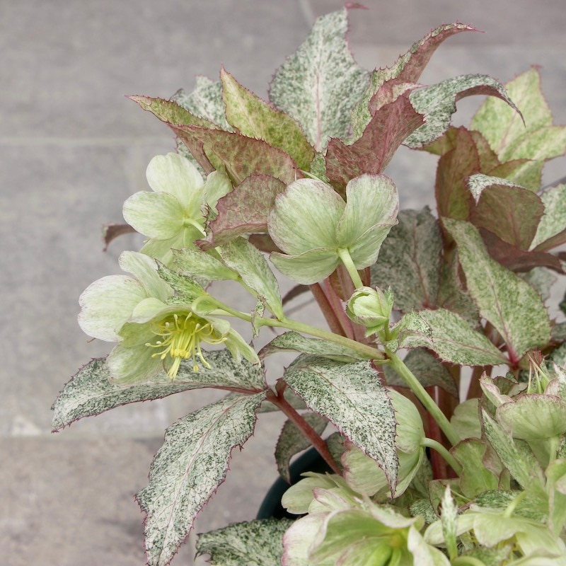 葉が美しく花付きも抜群♪クリスマスローズ「スノーフィーバー」5号鉢