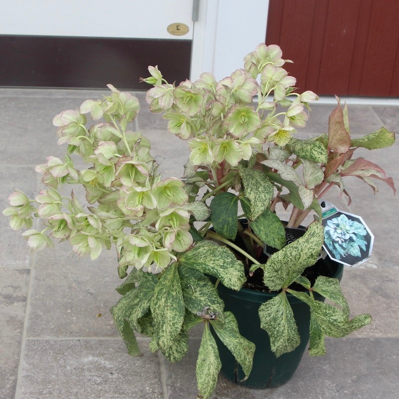 葉が美しく花付きも抜群♪クリスマスローズ「スノーフィーバー」5号鉢