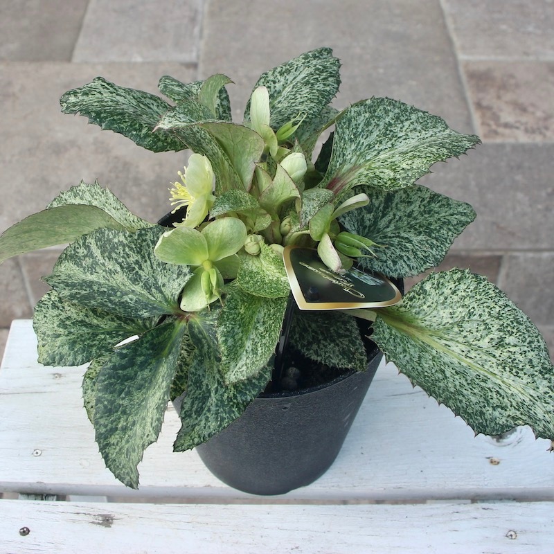 葉が美しく花付きも抜群♪クリスマスローズ「スノーフィーバー」5号鉢