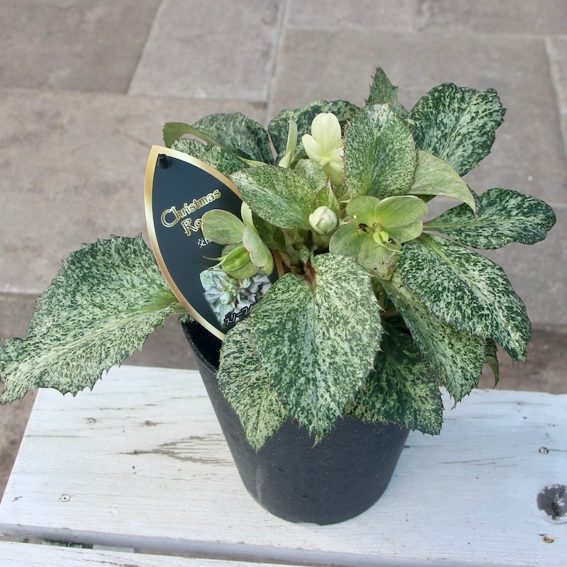 葉が美しく花付きも抜群♪クリスマスローズ「スノーフィーバー」5号鉢