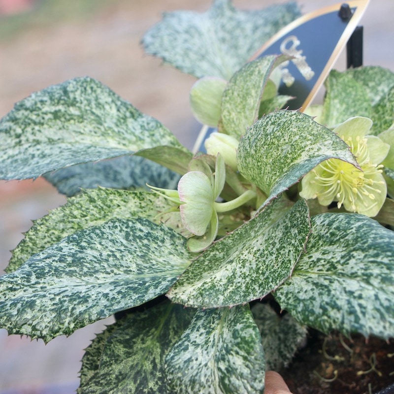 葉が美しく花付きも抜群♪クリスマスローズ「スノーフィーバー」5号鉢