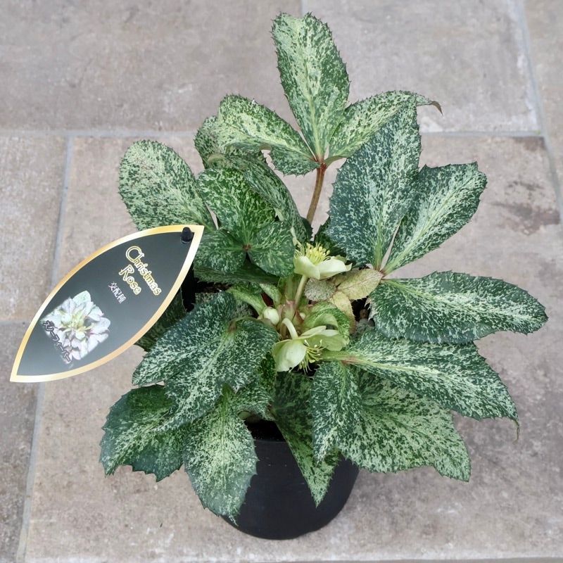 ④特別限定品‼︎ 斑入りの葉が美しい5年物のクリスマスローズ・スノー