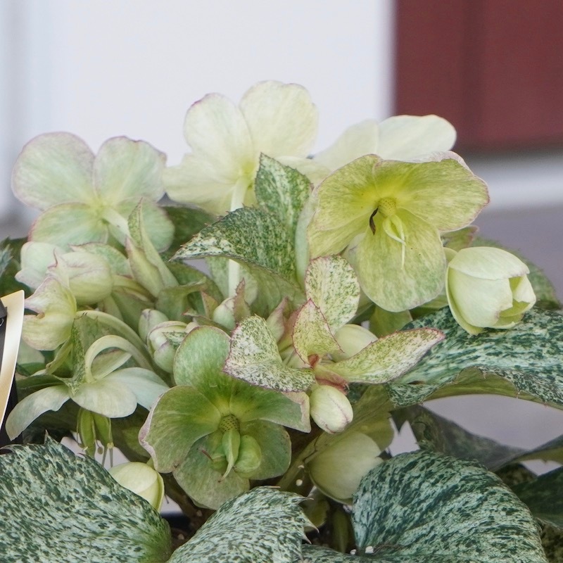 葉が美しく花付きも抜群♪クリスマスローズ「スノーフィーバー」5号鉢