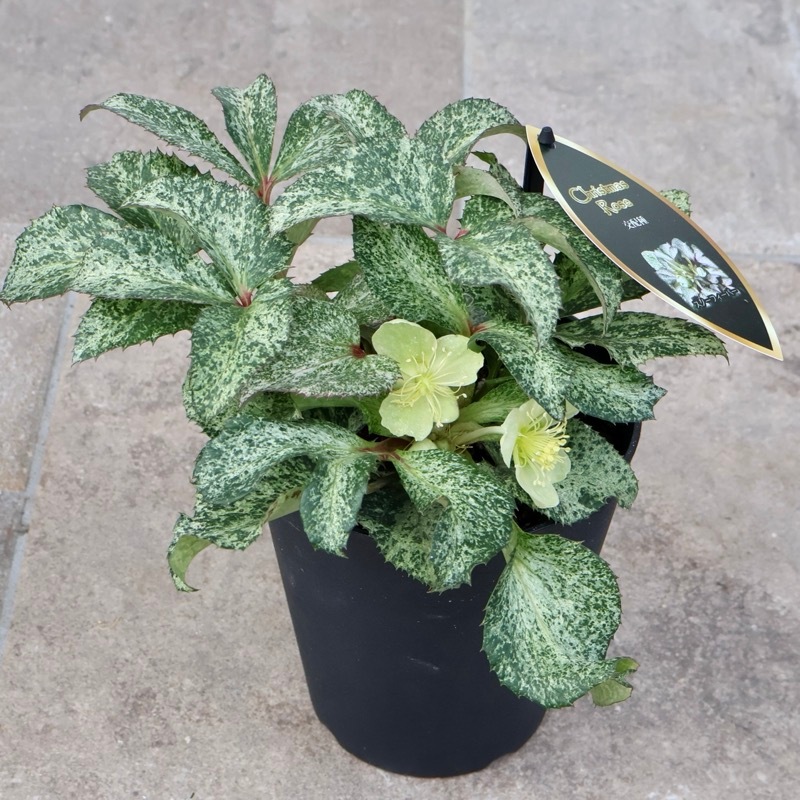 葉が美しく花付きも抜群♪クリスマスローズ「スノーフィーバー」5号鉢