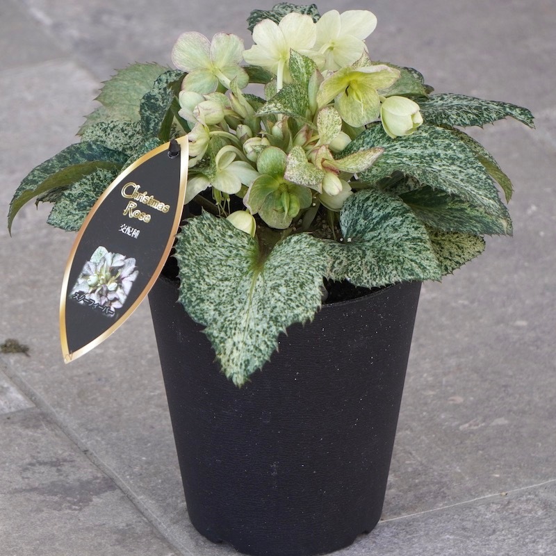 葉が美しく花付きも抜群♪クリスマスローズ「スノーフィーバー」5号鉢