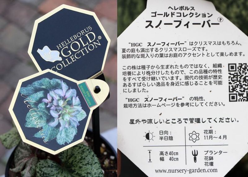 葉が美しく花付きも抜群♪クリスマスローズ「スノーフィーバー」5号鉢