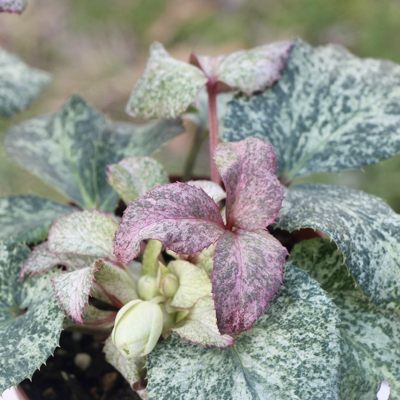 ③ 特別限定品‼︎ 斑入りの葉が美しい5年物のクリスマスローズ・スノーフィーバー 葉が美しく花付きも抜群♪クリスマスローズ「スノーフィーバー」5号鉢