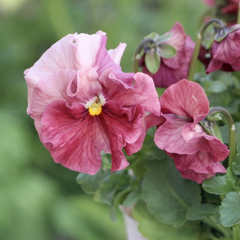 画像の現品1点限り☆うえたパンジー「マリーリーン」＜22SP-08＞(3.5号