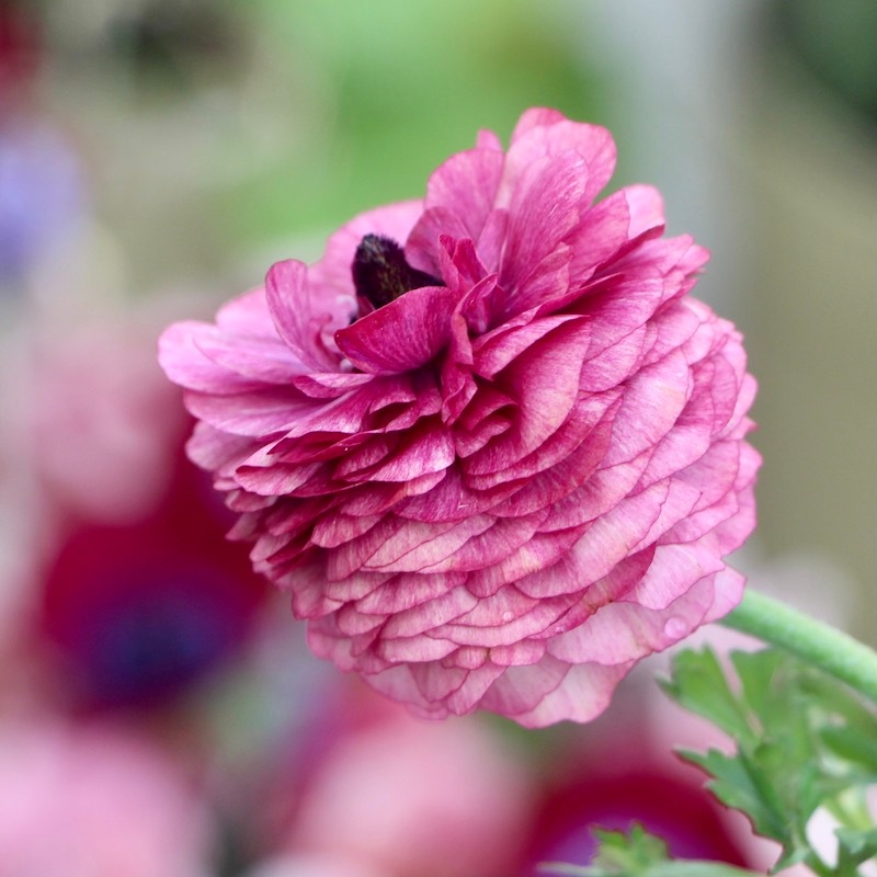 画像の現品♪ラナンキュラス・セレンディシリーズ☆41番