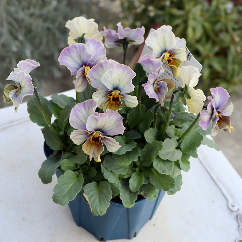 画像で花色を選べる!!サトウ園芸さんのビオラ・ヌーヴェルヴァーグ