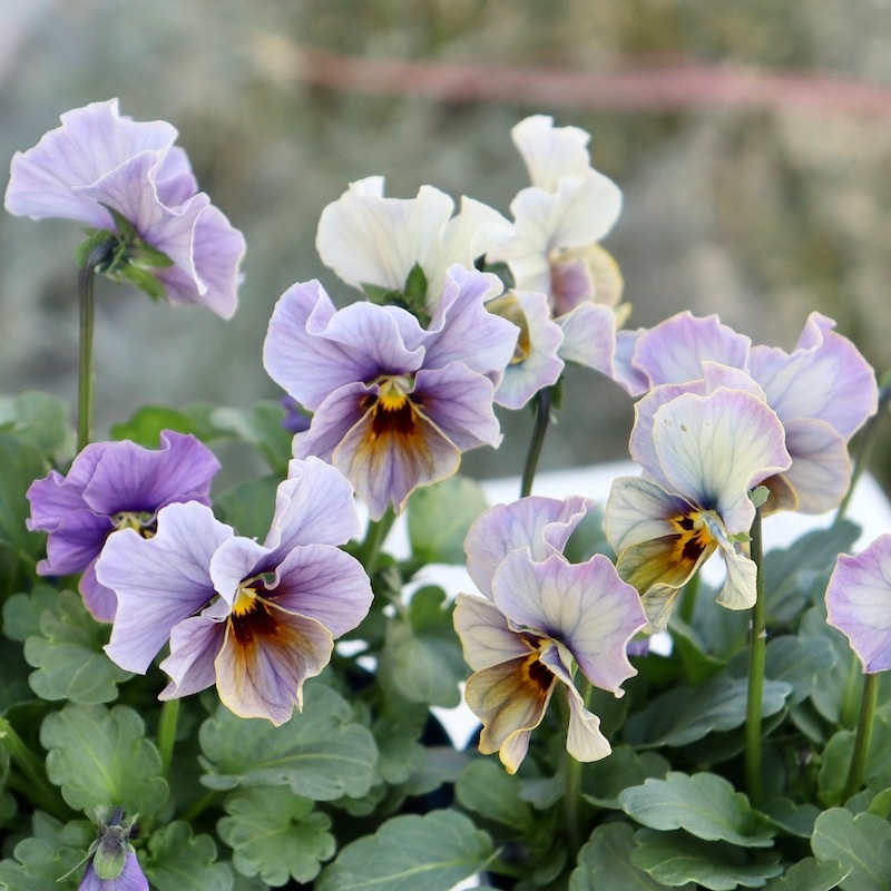 画像で花色を選べる!!サトウ園芸さんのビオラ・ヌーヴェルヴァーグ