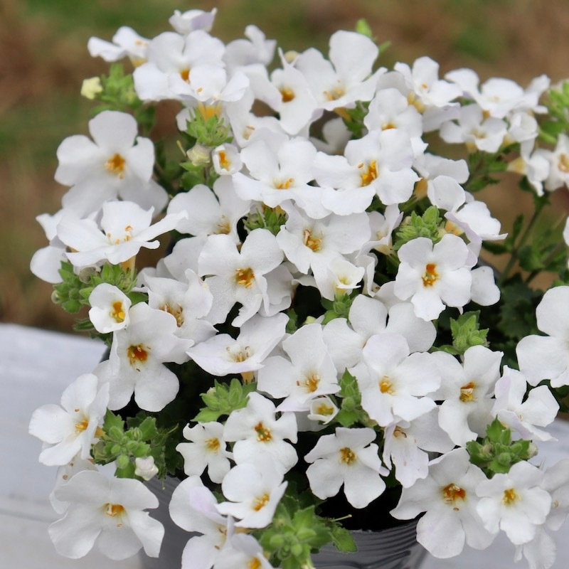 綺麗な開花株♪大輪バコパ・カリプソジャンボ「ホワイト」