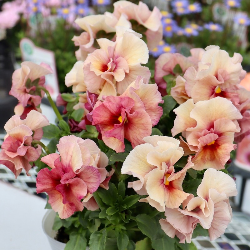 レア品☆画像の現品1点限り!! うえたビオラ 2023年度試験品種〈1-7〉