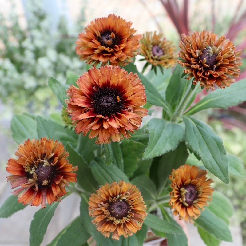 レア、切花品種　紅☆☆　小苗 千日紅 種 【 切り花用 混合 】 実咲小袋 （ 千日紅の種