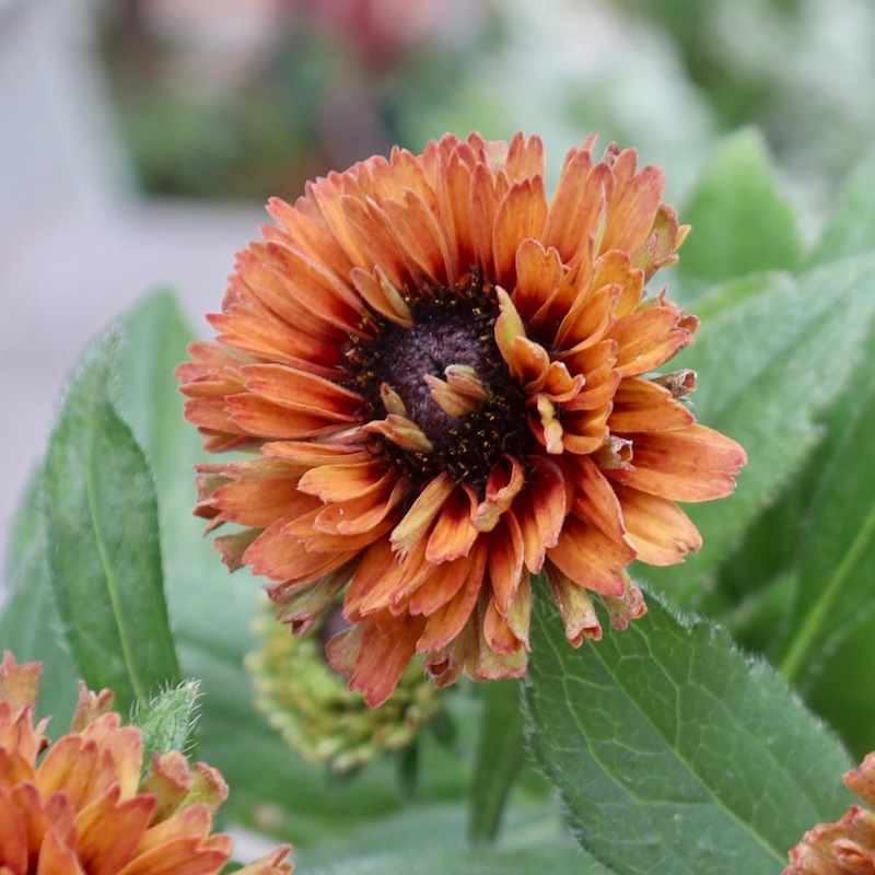 画像の現品!!希少苗☆ルドベキア・キャラメルミックス☆No.39(3.5号ポット)