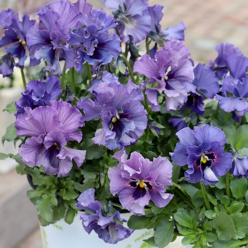 ビオラ410mm チェコ製1958年 中古 特大☆画像の現品いずれか!! 石川園芸さんのビオラ「レディ