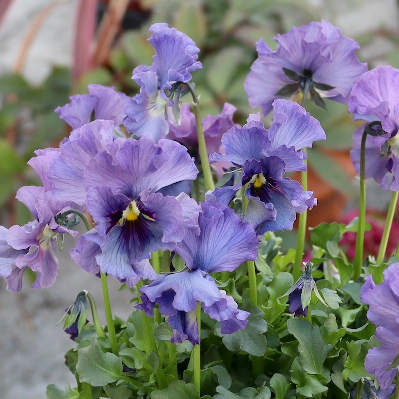 特大☆画像の現品いずれか!! 石川園芸さんのビオラ「レディ