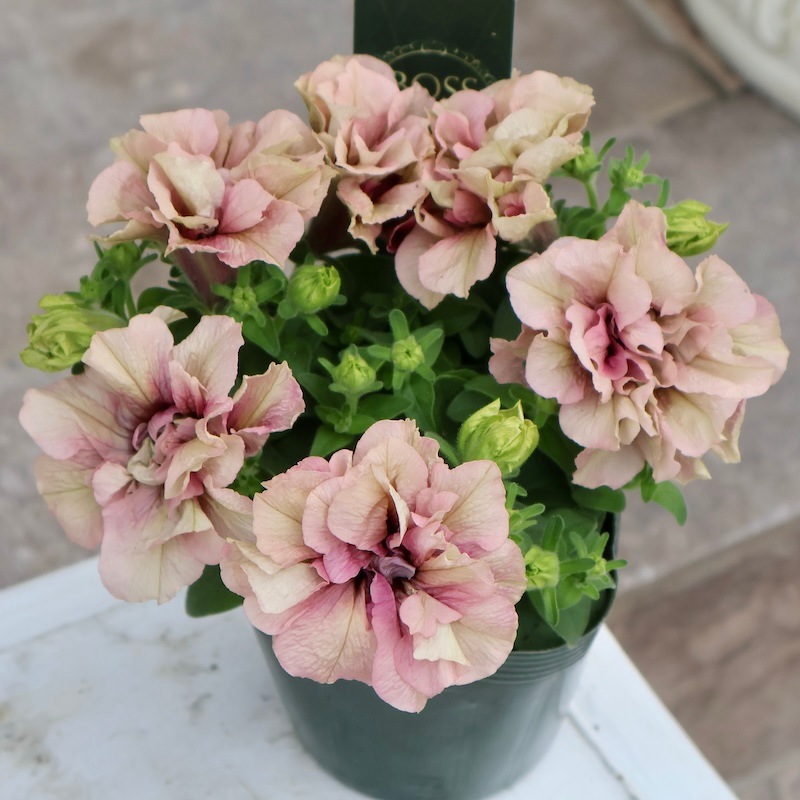 裏メニュー☆ゲブラさんの八重咲きペチュニア「試験品種25A」(3.5号ポット)