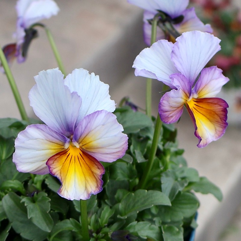 画像の現品1点限り☆スペシャルなサトウ園芸さんのビオラ・ヌーヴェル
