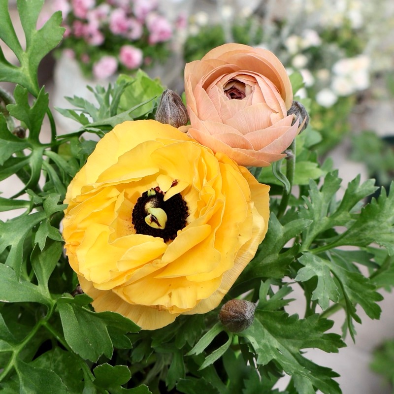 画像の現品1点限り》2色植えでお得♪うえたさんのラナンキュラス