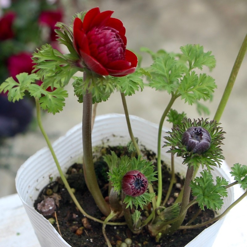 現品1点限り☆八重咲きアネモネ・オーロラ「ボルドー&スカーレット」23-02
