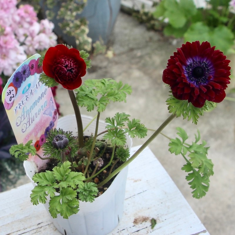 現品1点限り☆八重咲きアネモネ・オーロラ「ボルドー&スカーレット」23-02