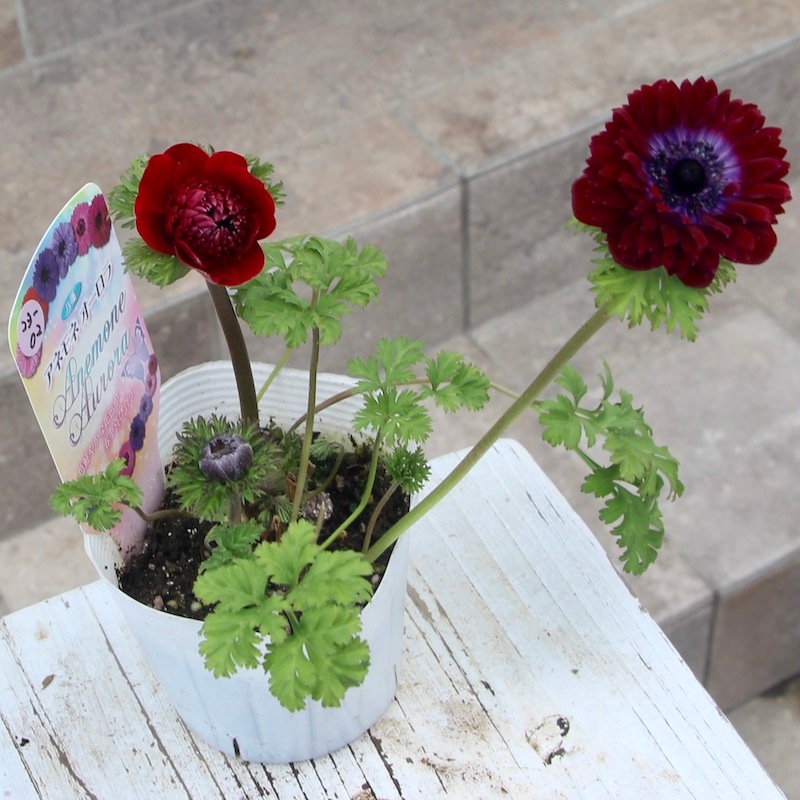 現品1点限り☆八重咲きアネモネ・オーロラ「ボルドー&スカーレット」23-02