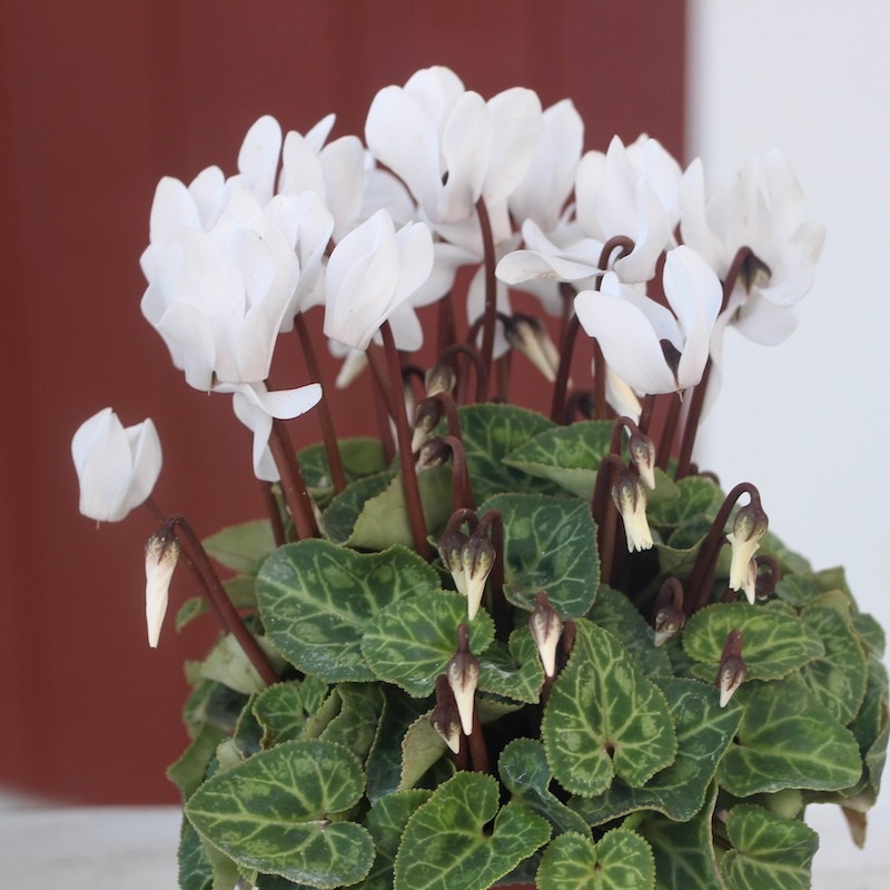 ガーデンシクラメン「ピュアホワイト」(3号硬質ポット)