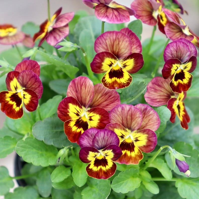 プレミアムビオラ・ディージェイ「コッパーフィールド」1番