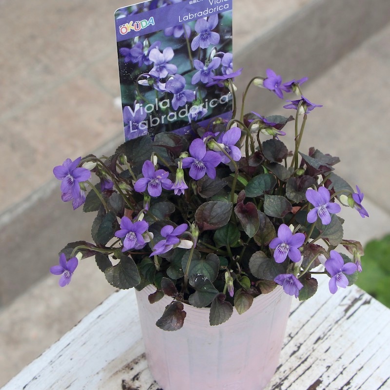 カスミのラプラス AR 10枚セット SV9a 熱風のアリーナ aglzzfnb67-01.jpg