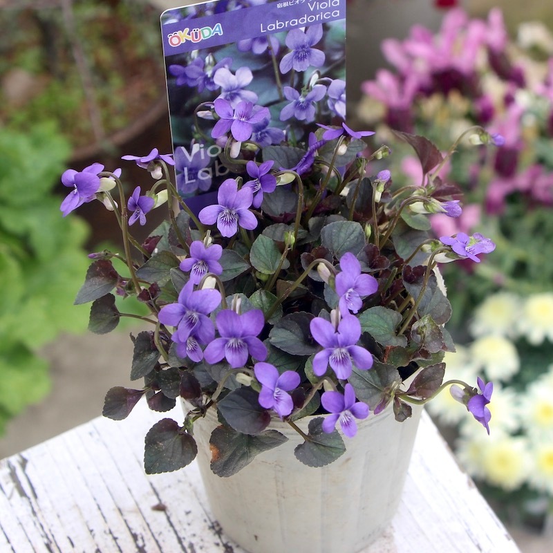 咲き始めました♪黒葉スミレ・ラブラドリカ(3号ポット)