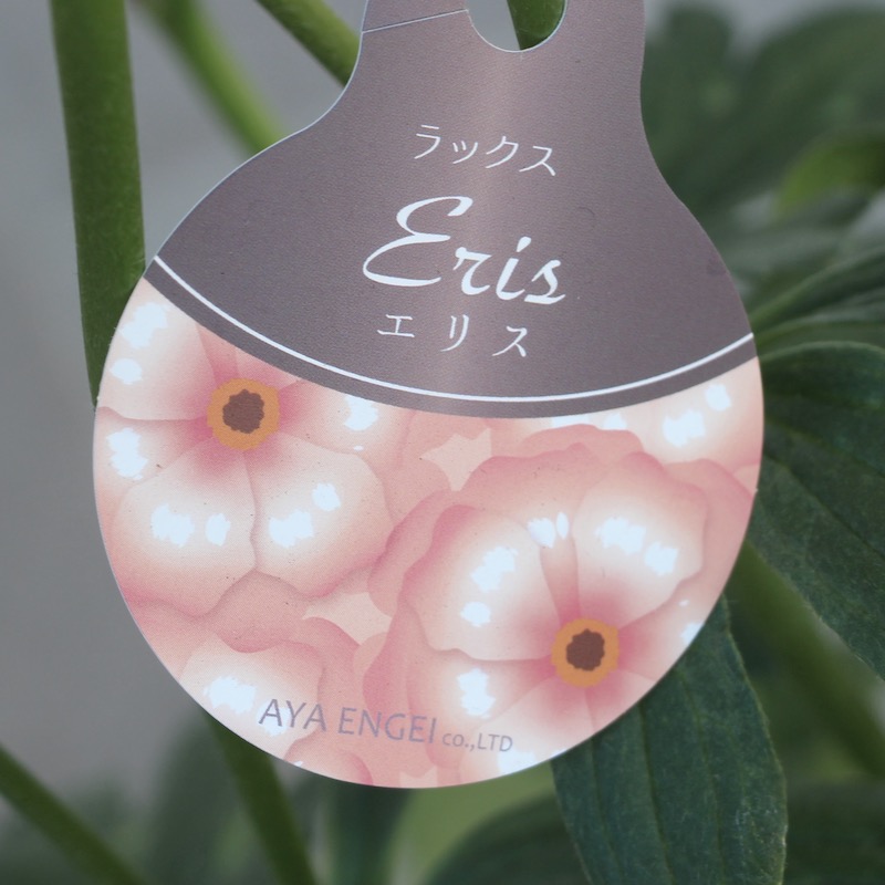 画像(最後の5枚)の現品1点限り☆レア色!!ラナンキュラス・ラックス